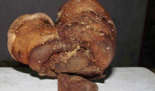 棺材菌里面是怎样的,棺材菌稀罕吗有什么作用