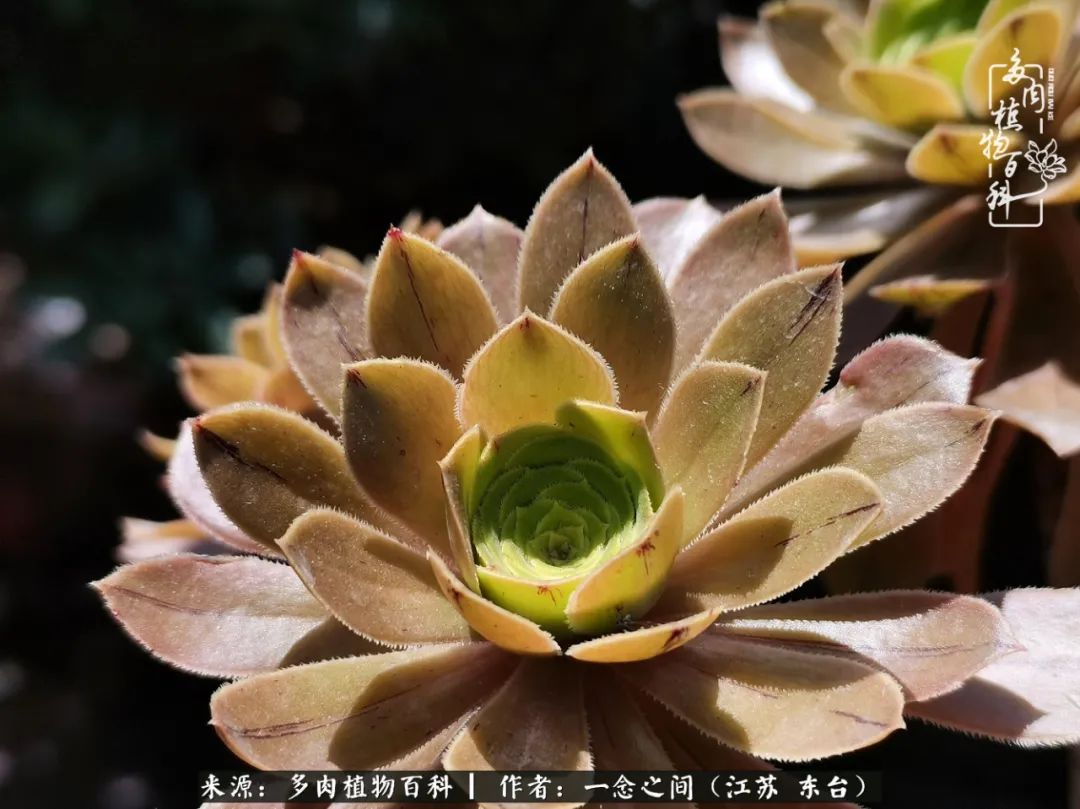 遇见花开蓝莓糖,遇见花开蔬菜沙拉酱