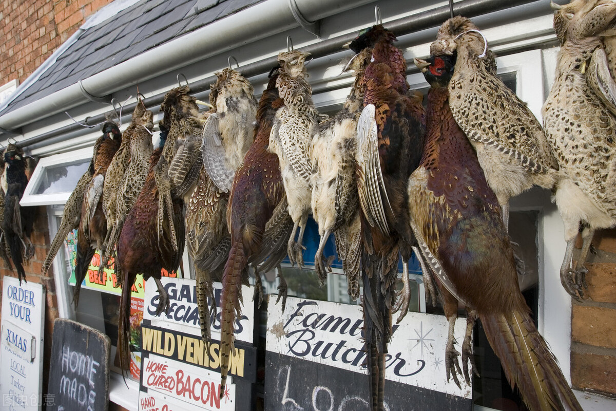 英国野鸡泛滥成灾吗,英国6000万只野鸡泛滥