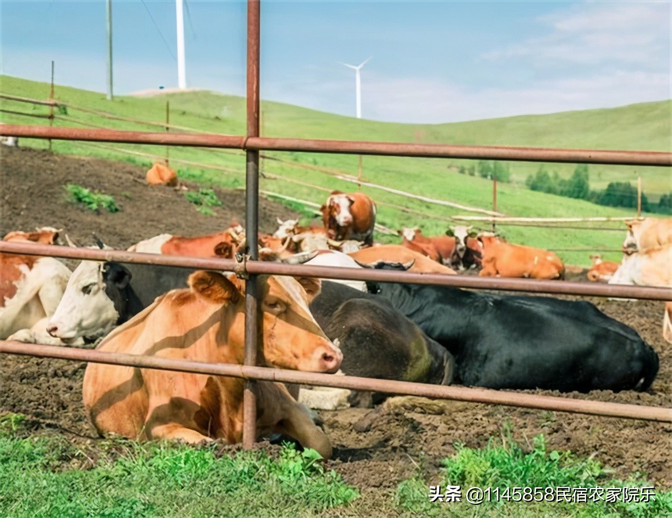 丰宁坝上奶豆腐,承德丰宁坝上友君庄园