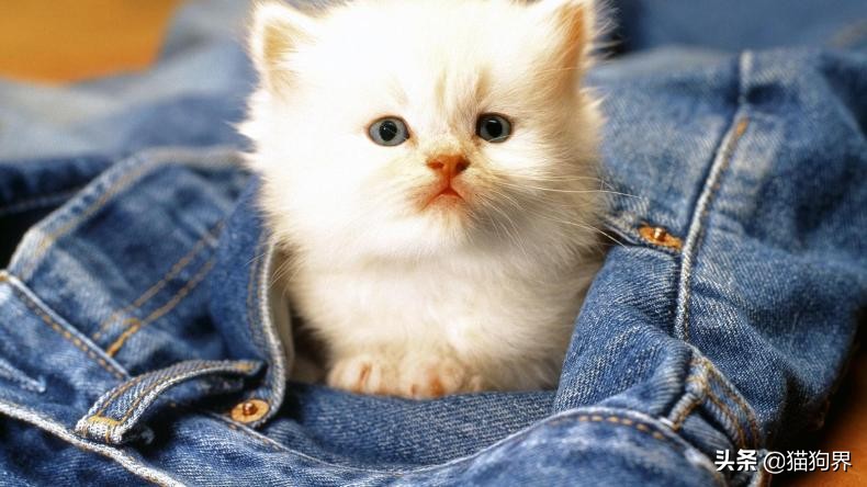 大猫咪身上有跳蚤怎么办,驱虫猫身上的跳蚤