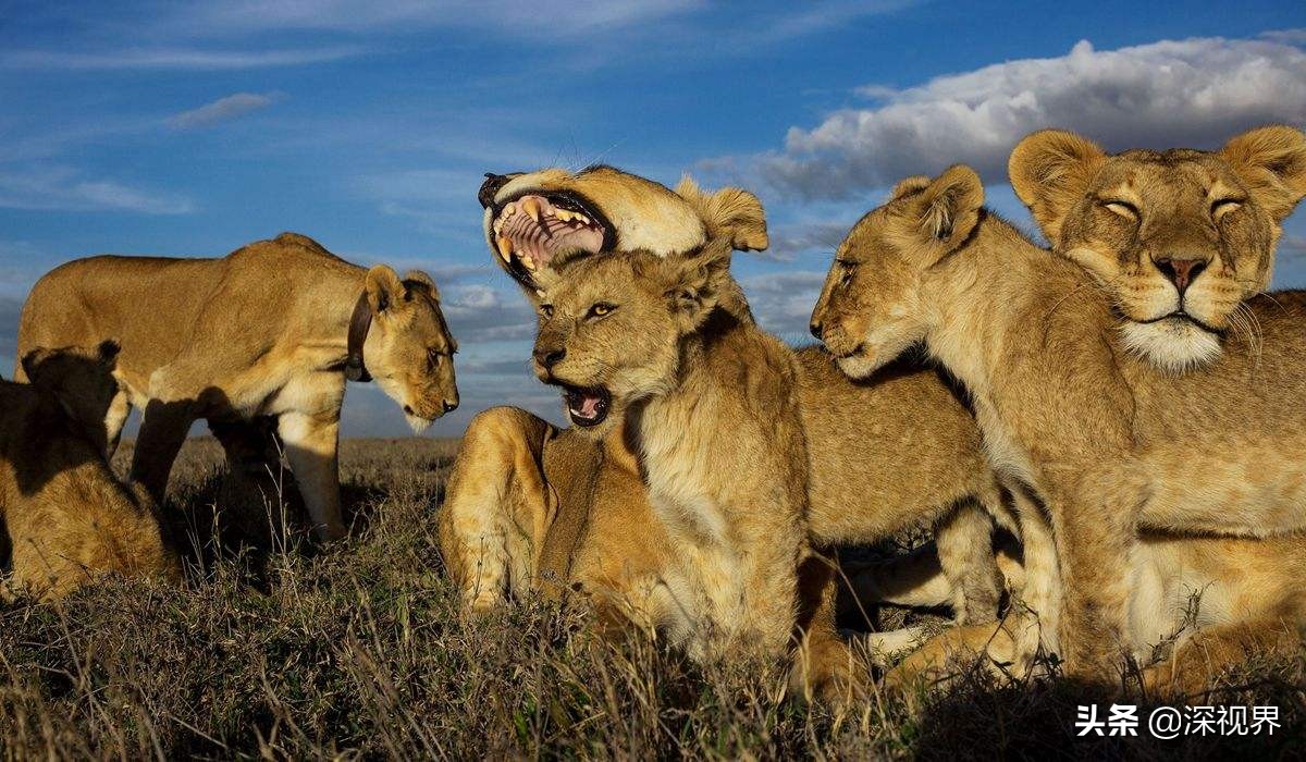 老虎对战狮子老虎更厉害吗,森林之王是老虎还是狮子童话故事
