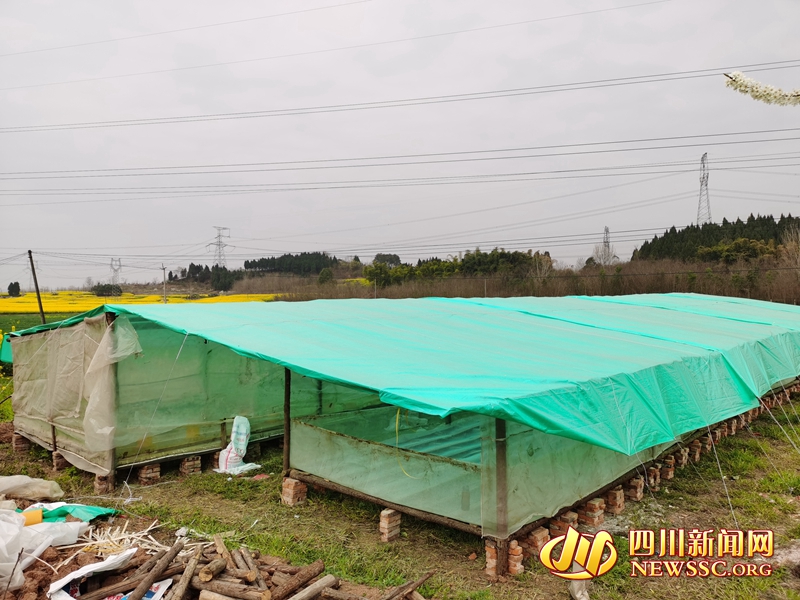 疫情下4000余条蛇卖不出去罗江这名养蛇女开启转型之路