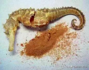 海龙海马配什么可散结,海马配什么散结效果好