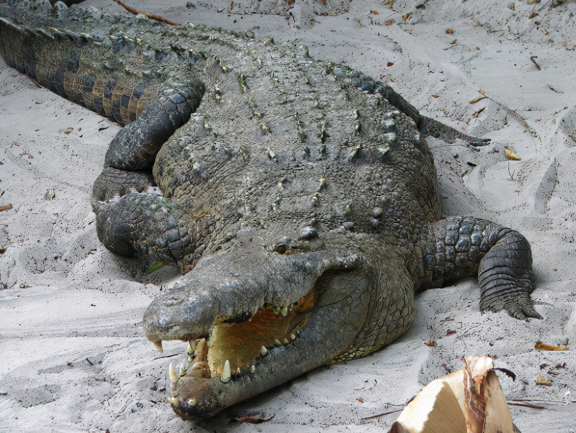 奇葩人类避孕史，*体下**塞鳄鱼粪便，贝壳做避孕套，戴黄鼠狼*丸睾**