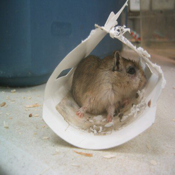 仓鼠越狱被老鼠咬了,防止仓鼠越狱的方法