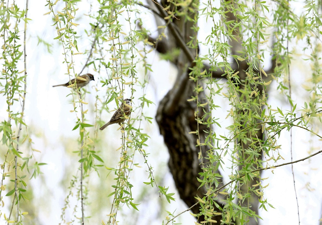 古诗大全咏柳曾巩,咏柳古诗讲解曾巩