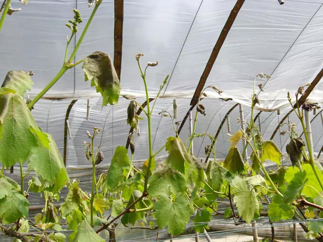 葡萄倒春寒多少度能形成冻害,葡萄叶片边缘失水萎蔫是什么原因