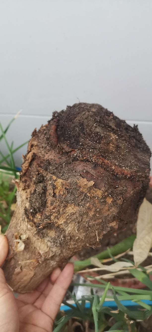 发财树怎样养成啤酒肚,发财树