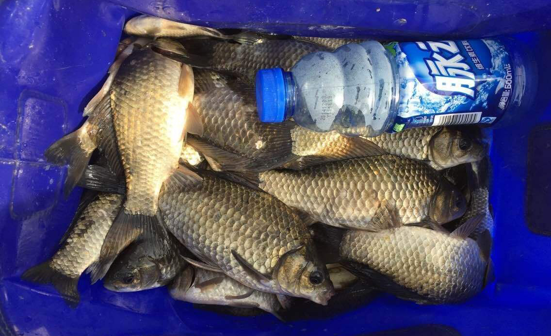 钓鱼用什么子线才不会影响鱼口,钓鱼人都在用什么子线钓鲫鱼