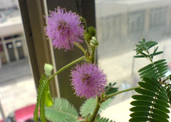 这4种花原来是解毒之王,生活中常见的六种毒花