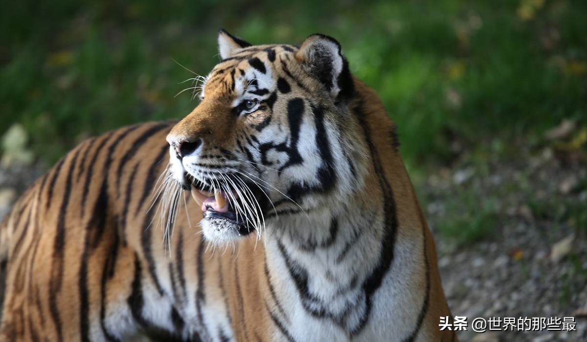 老虎单挑有多强,老虎最多能对抗几只狼