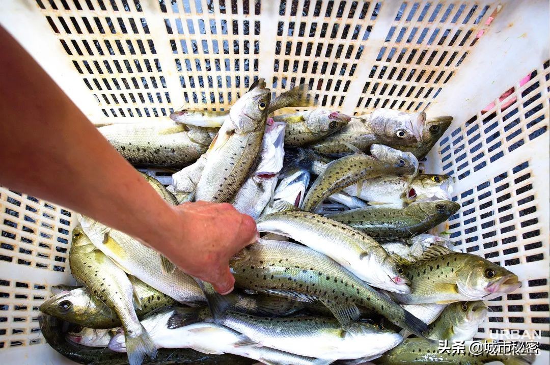 富阳是什么之乡,富阳原来属于哪个市