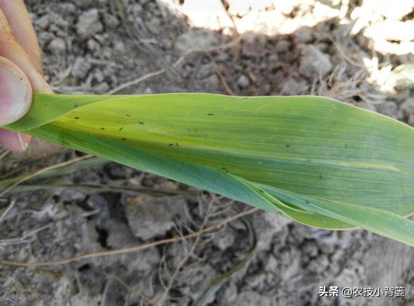 玉米田蓟马虫害最佳防治方法,玉米苗期害虫特多如何防治