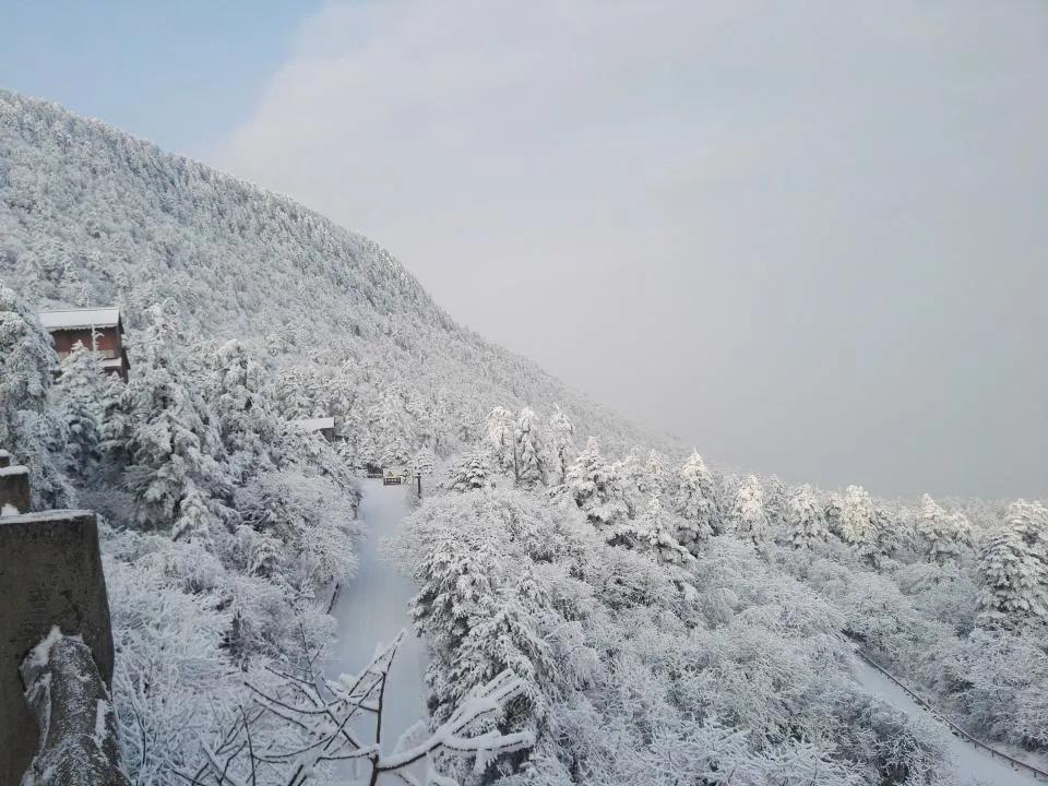 峨眉山有什么灵猴,峨眉山灵猴在哪