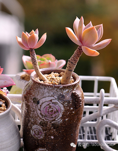 适合云南养的多肉,云南露养最好养活的多肉