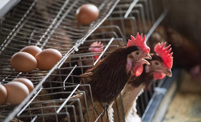 蛋鸡夏季不产蛋,蛋鸡不产蛋怎么回事
