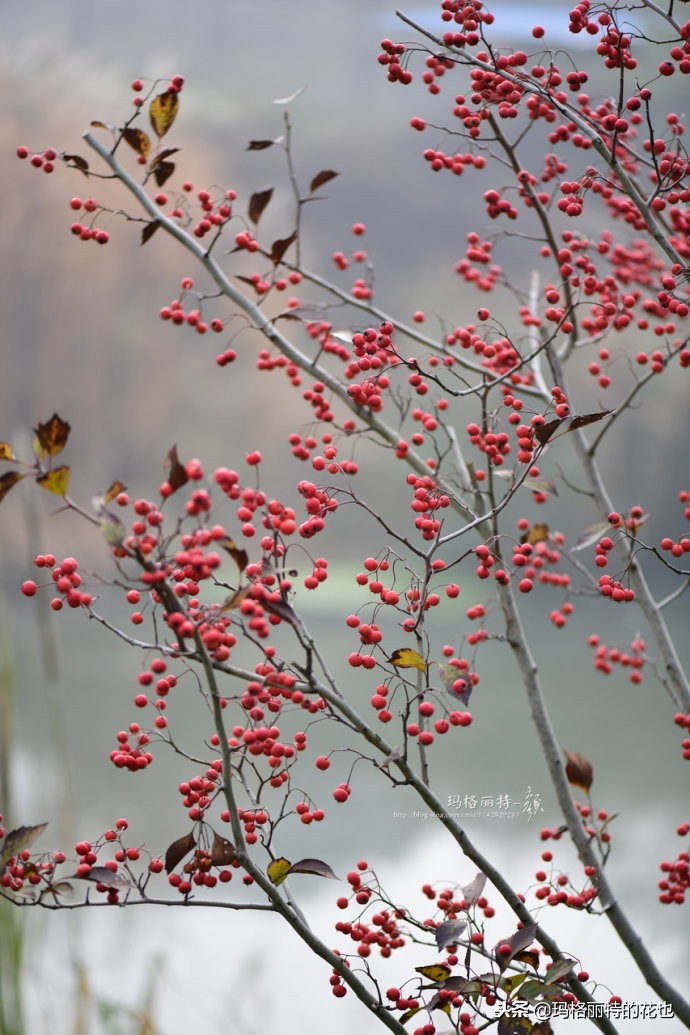 整个冬天都挂着的小红果，迷你山楂“冬果王”｜植物笔记