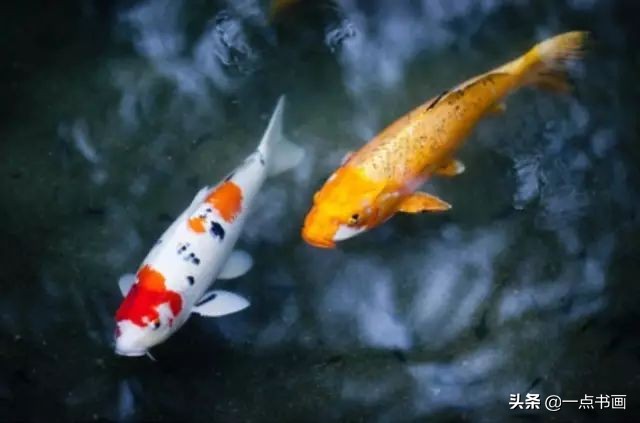 池中之仙，惊艳若此——锦鲤