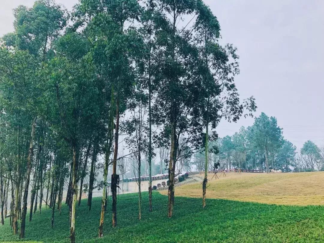 双流夜景必打卡之地,成都双流免费打卡景点