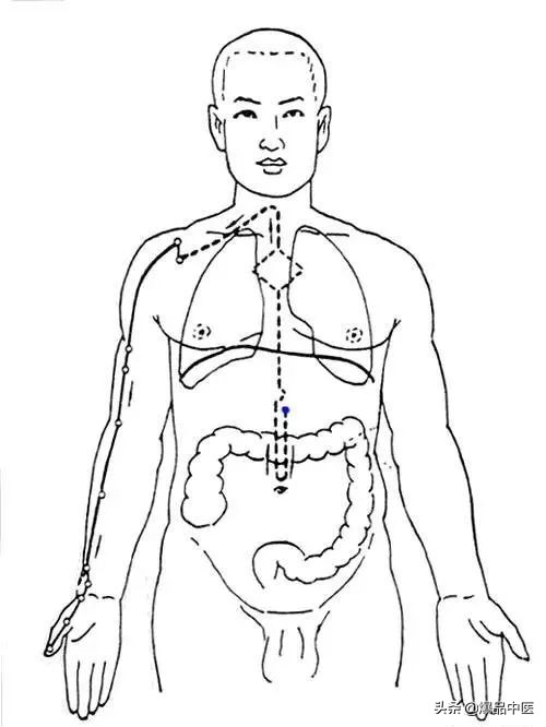 十二经筋连接动态图,十二经筋的图解