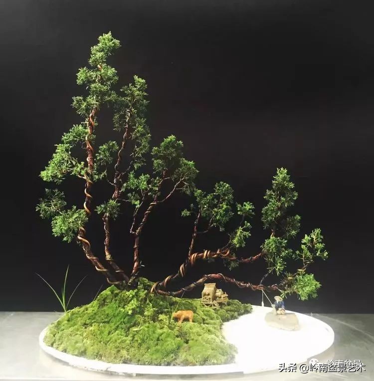 女盆景师丁昕,丁昕盆景