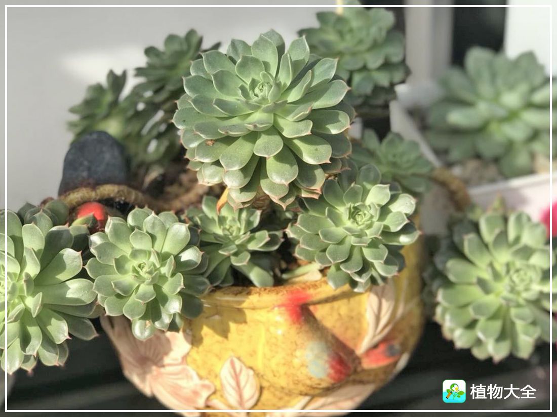 艾格尼亚多肉植物,多肉植物奥利维亚