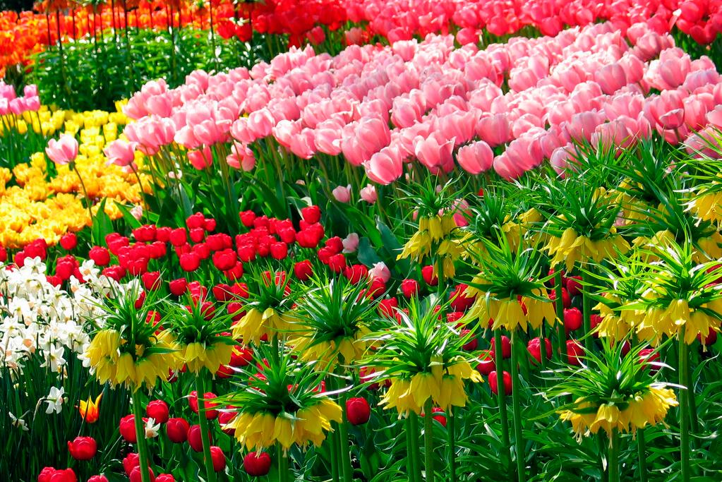 种植郁金香的具体步骤,郁金香种植方法与技巧水培