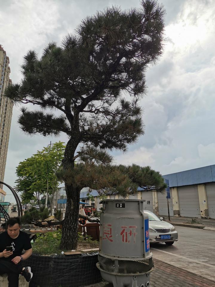 广西7800亩松树林出售,2021年广西松树林出售