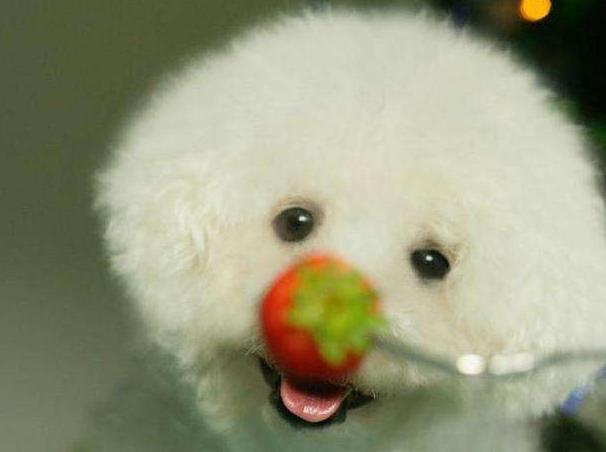 比熊犬的这6大缺点,比熊犬容易出现哪些问题