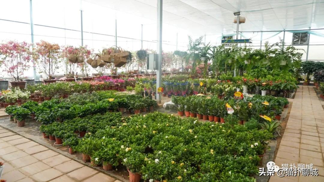 聊城最便宜的花卉批发,聊城附近的花卉市场