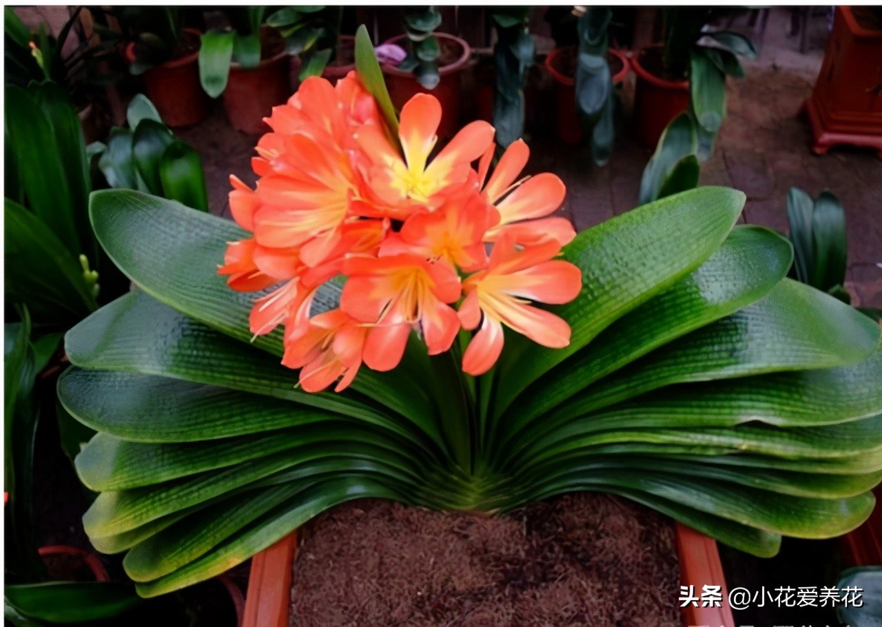 君子兰烂根用河沙栽盆几天浇水好,给君子兰浇水浇到叶心怎么办