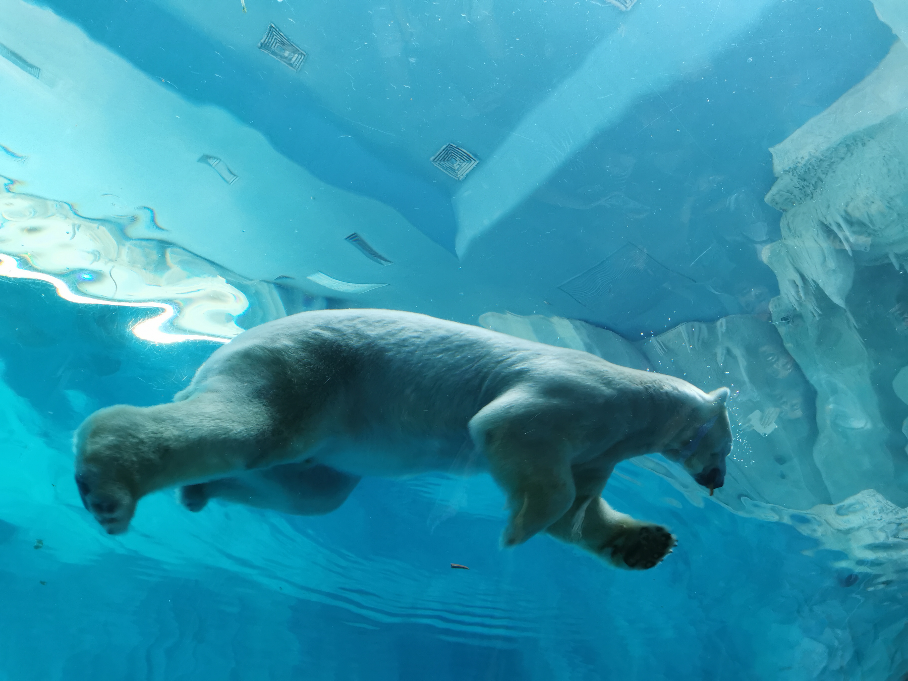 第一次去珠海长隆视频,第一次去珠海长隆怎么玩