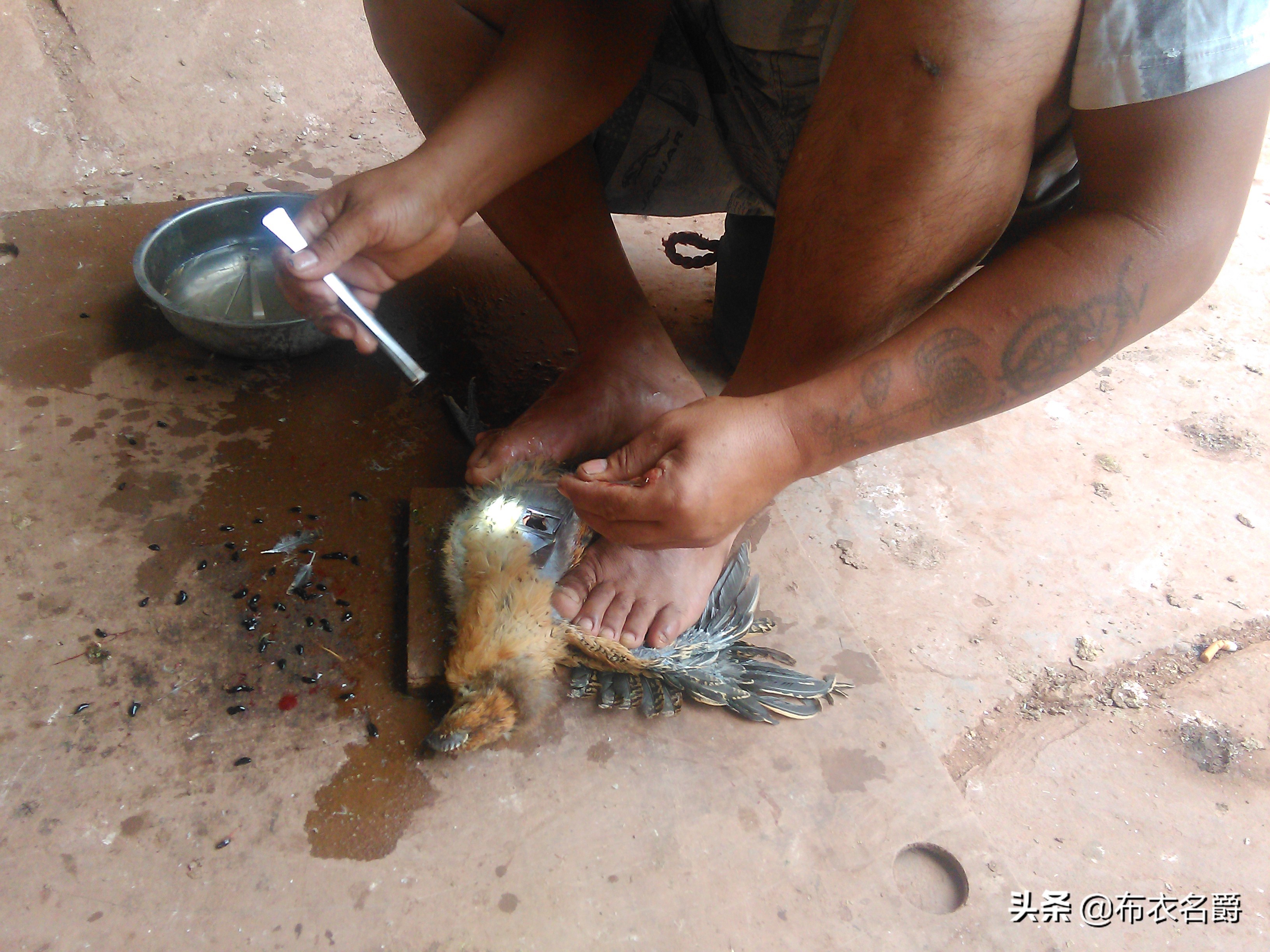 兽医牛病实用手册,犊牛腹泻体虚治疗方法