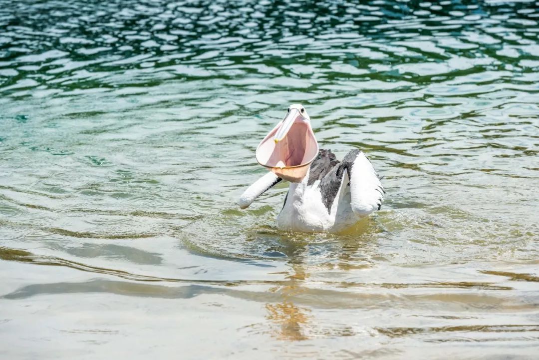 澳大利亚独特的自然风光,澳大利亚黄金海岸的美景