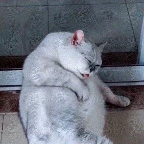 被猫咪舔了是爱的表现吗,被猫咪舔脸什么感觉