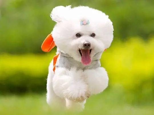 比熊犬有泪痕怎么治,比熊犬有泪痕