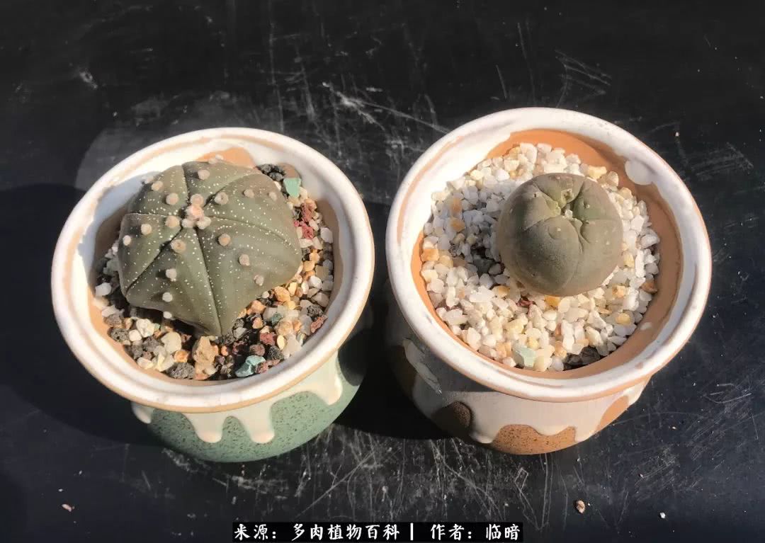 多肉带给我的感情,多肉给人们带什么作用