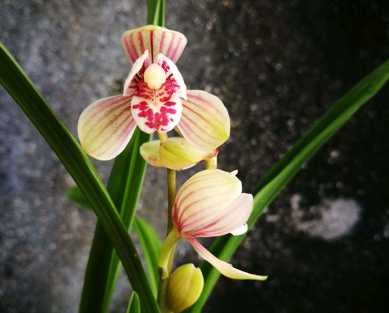 养兰要怎样养,新手养兰选择什么品种的兰花好