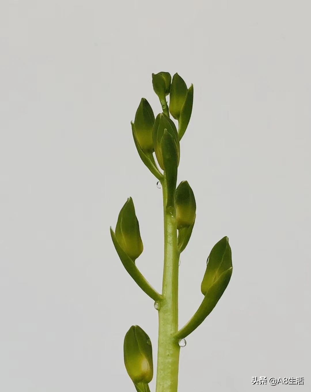 每日一兰花故事～中国兰花.惠兰名品.大一品