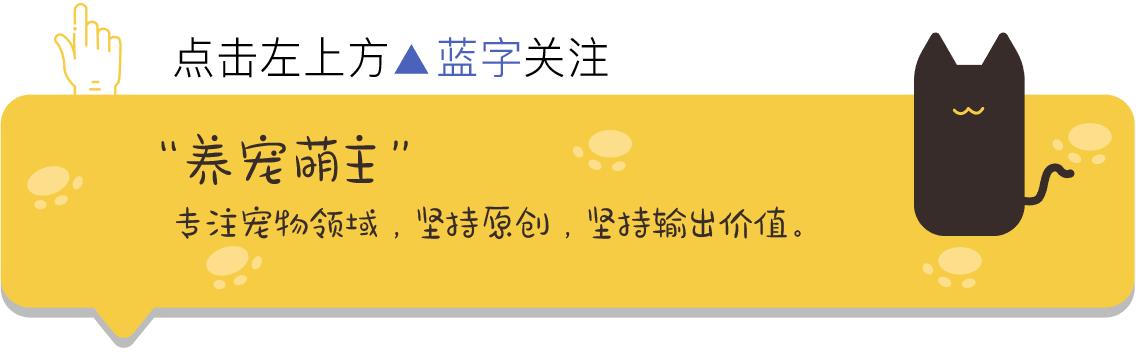 自己在家治疗狗狗细小病毒,小狗得细小多少钱医治
