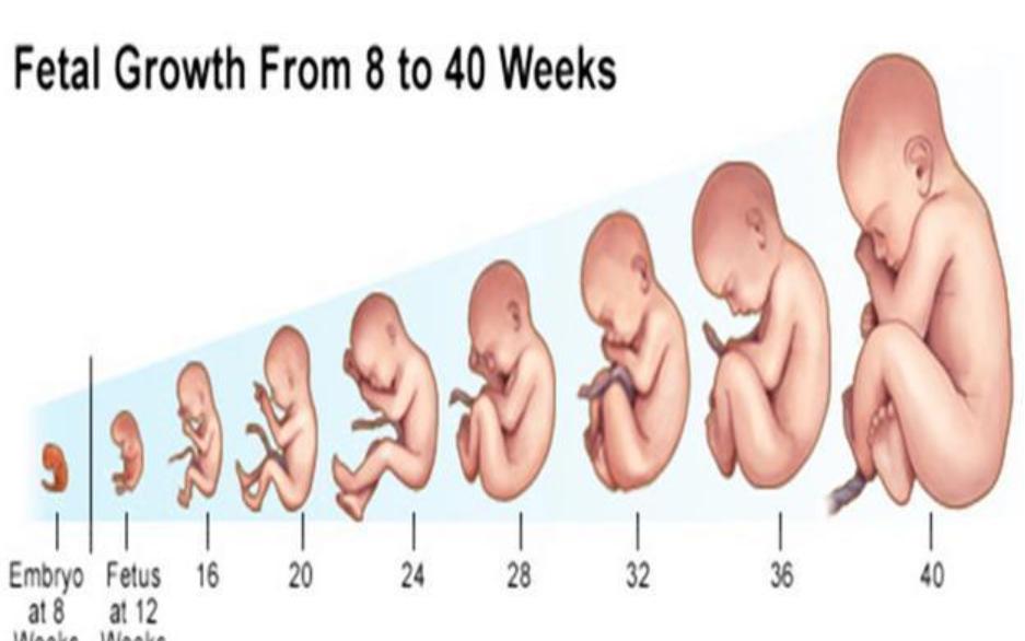 剖腹产孕37周和39周区别,为什么剖腹产建议38-39周生