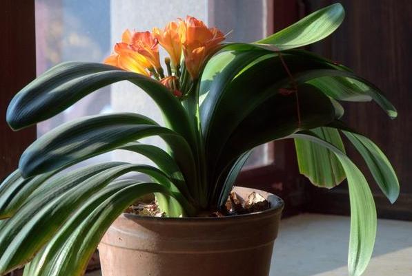 君子兰烂根处理以后能直接上盆吗,君子兰烂根怎么换盆