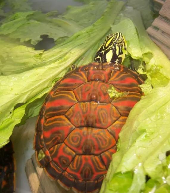 匠志萌宠乐园教学,匠志萌宠