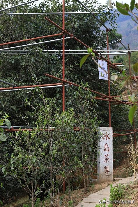 冰岛普洱生茶回甘,云南冰岛古树普洱生茶