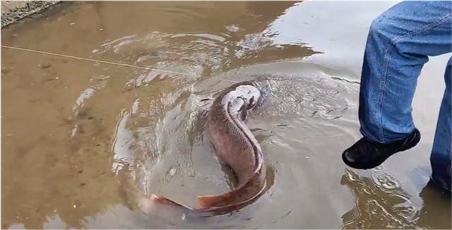 十大入侵最严重的鱼,入侵我国最惨的物种鱼