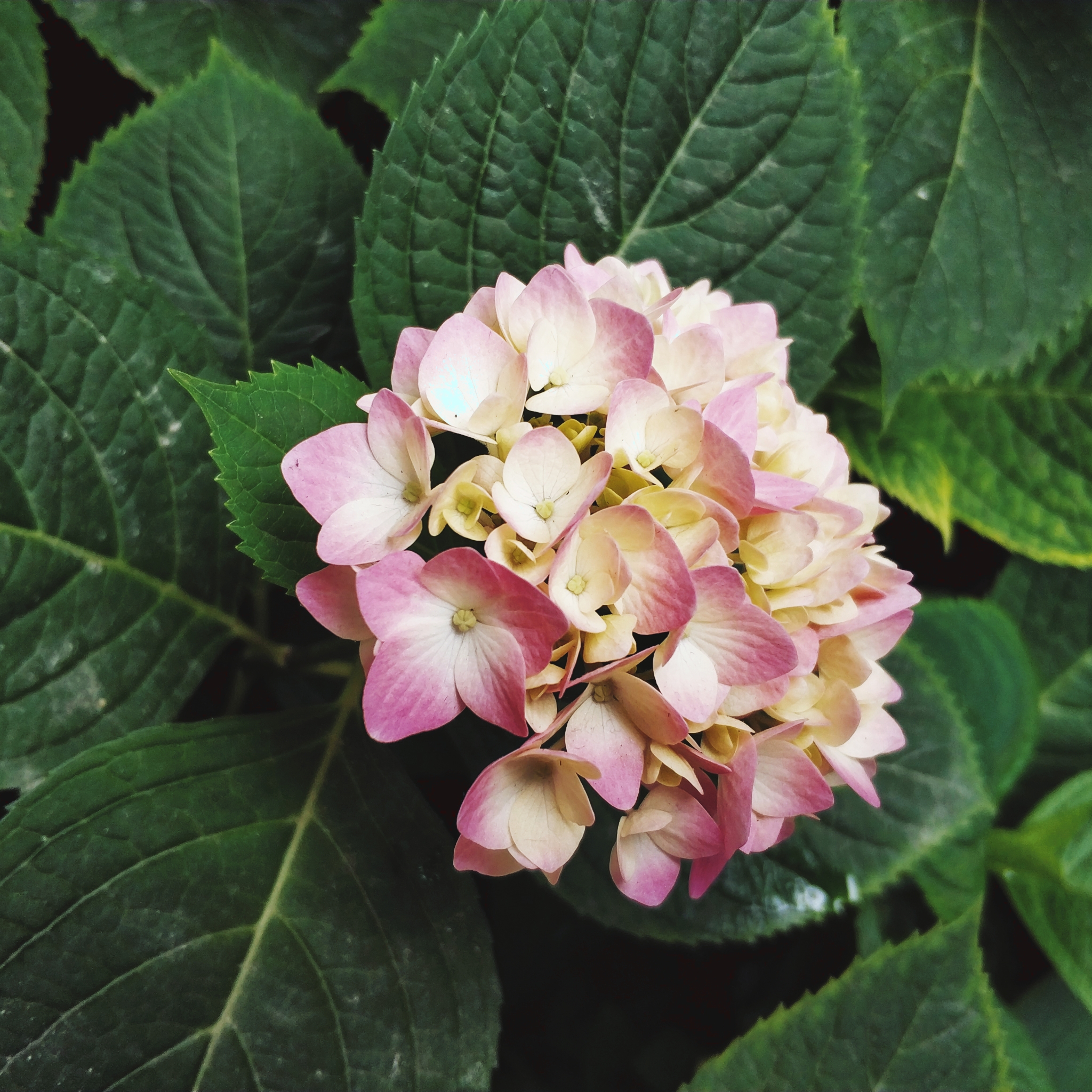 川藏线骑行从成都还是拉萨开始,318川藏线成都到拉萨骑行赛