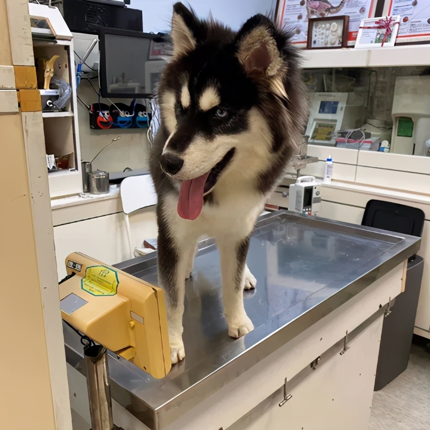 狗狗吃错药了应该给他吃什么药,不小心吃了狗的驱虫药会怎么样