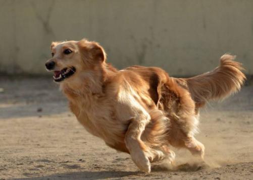 小狗崽不听话可以打吗,小狗崽一直咬东西怎么回事