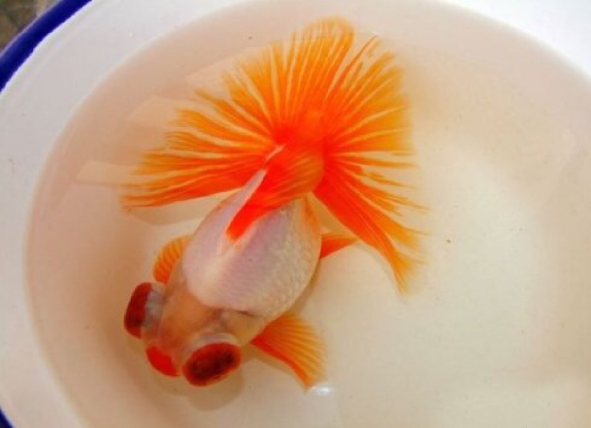 观赏鱼的种类有哪几种 (观赏鱼的种类都有哪些)